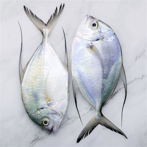 buying fish online singapore|Seaco Online .